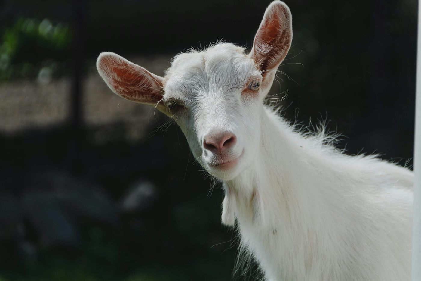 White goat looking at the camera