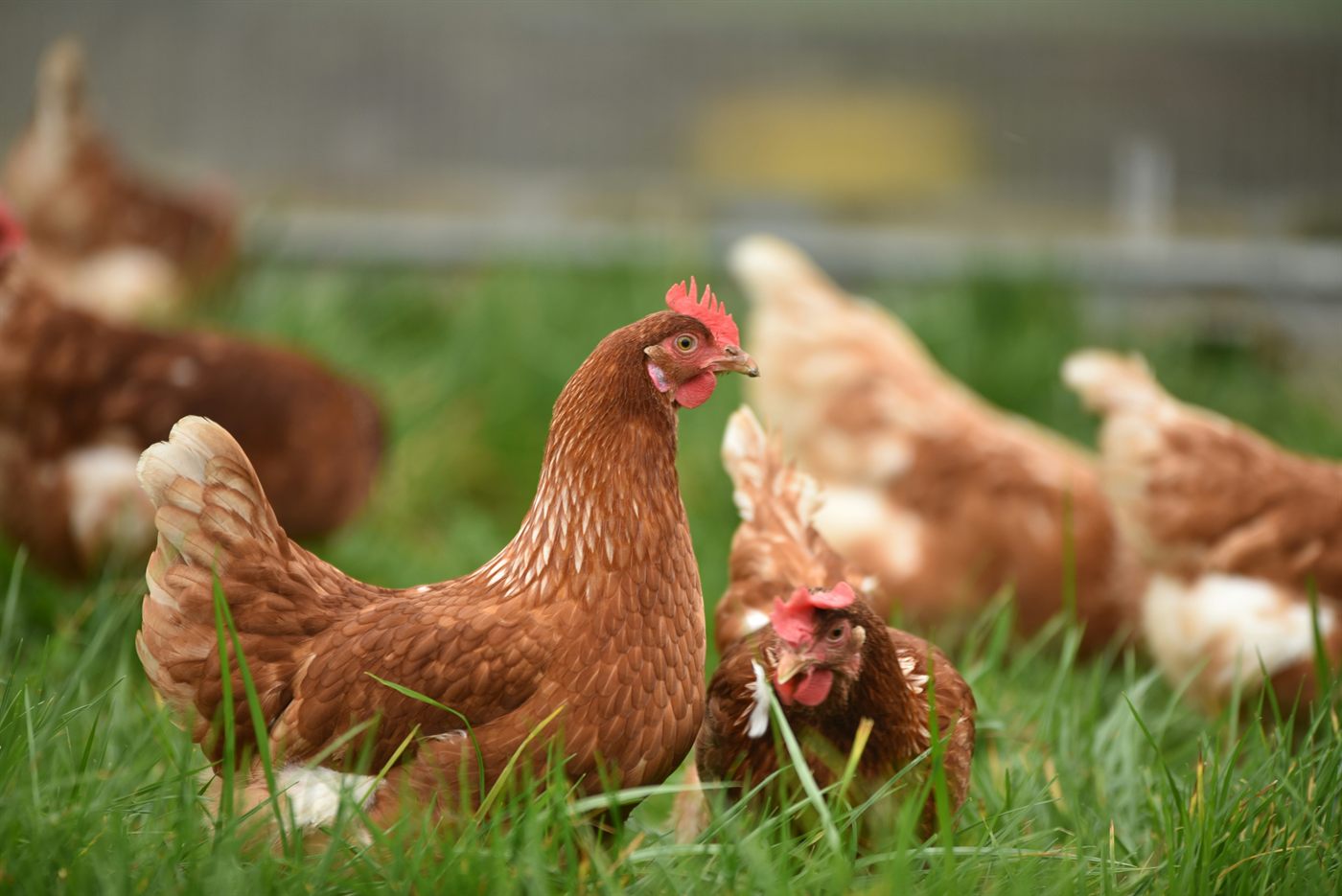Hens roaming on grass
