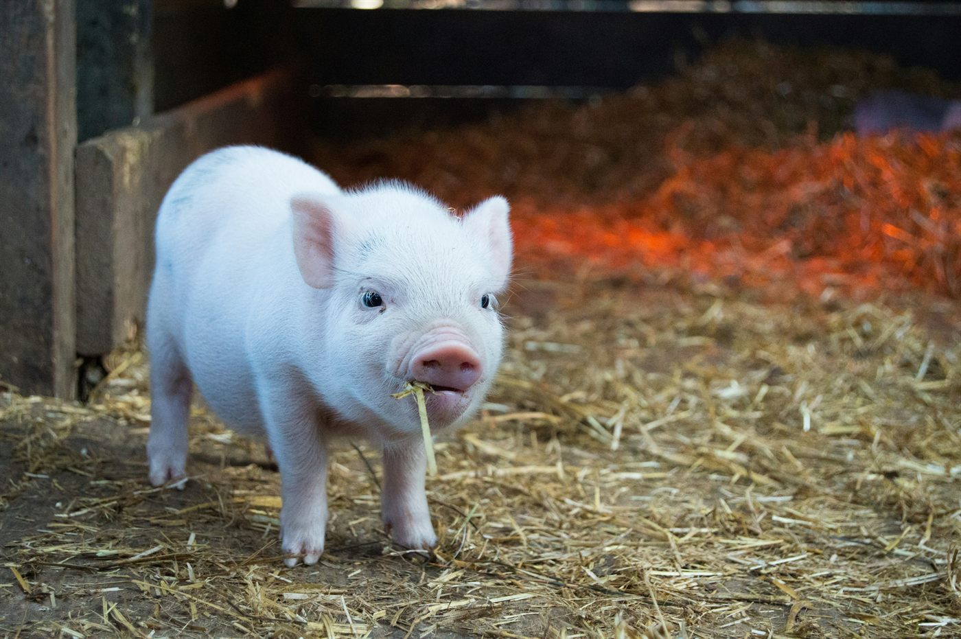 Piglet standing on straw