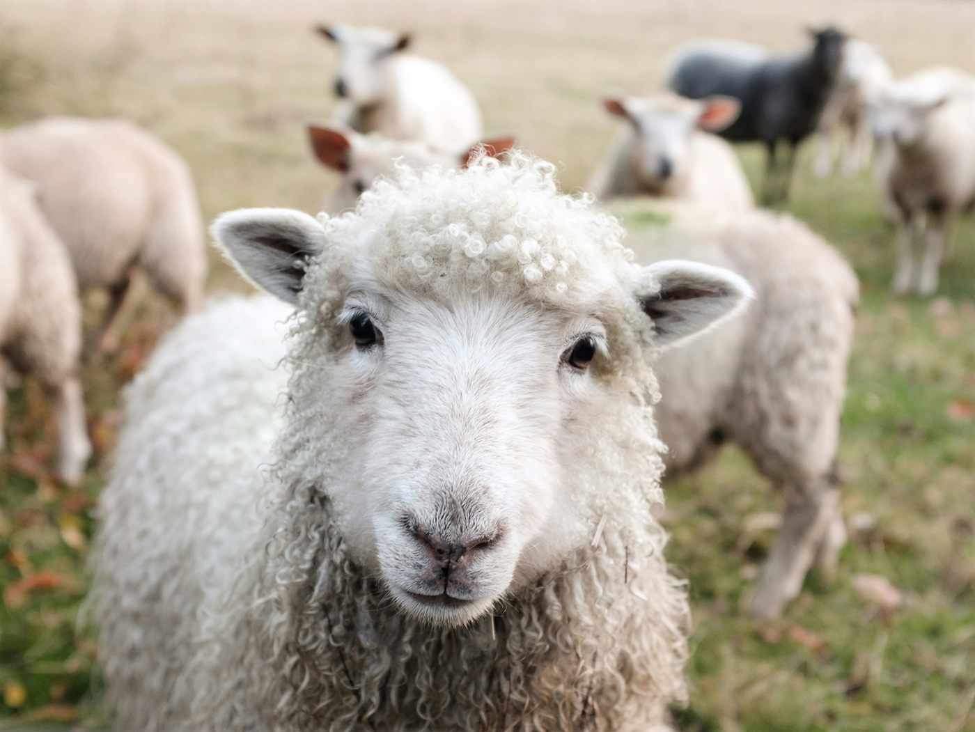 Curly-fleeced sheep with its flock